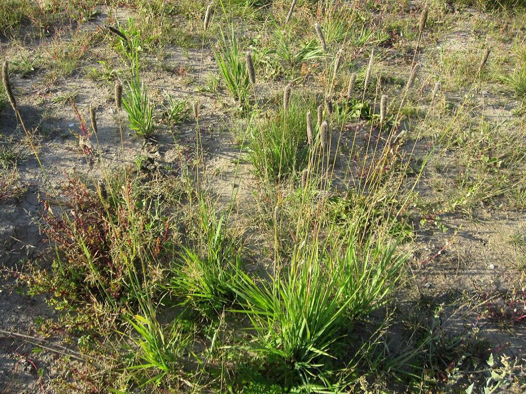 Image of Alopecurus arundinaceus specimen.