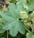 Alchemilla murbeckiana. Лист прикорневой розетки. Мурманская обл., Восточный Мурман, окр. пос. Дальние Зеленцы, луговина на северном склоне сопки у начала дороги на Порчниху. 03.08.2010.