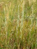 Artemisia marschalliana