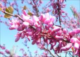 Cercis siliquastrum. Ветвь с соцветиями. Черноморское побережье Кавказа, г. Новороссийск, в культуре. 24 апреля 2009 г.