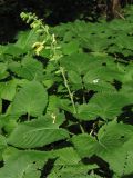 Salvia glutinosa. Верхушка цветущего растения. Украина, Львов, Стрыйский парк. 1 августа 2006 г.