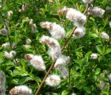 Salix myrsinifolia