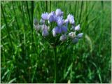 Allium angulosum. Соцветие. Чувашия, окр. г. Шумерля, Кумашкинский заказник, Соколова поляна. 20 июня 2012 г.