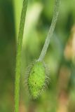 Papaver albiflorum. Бутон. Ростовская обл., Неклиновский р-н, Носовское с/п, балка Камышовая. 15.05.2013.