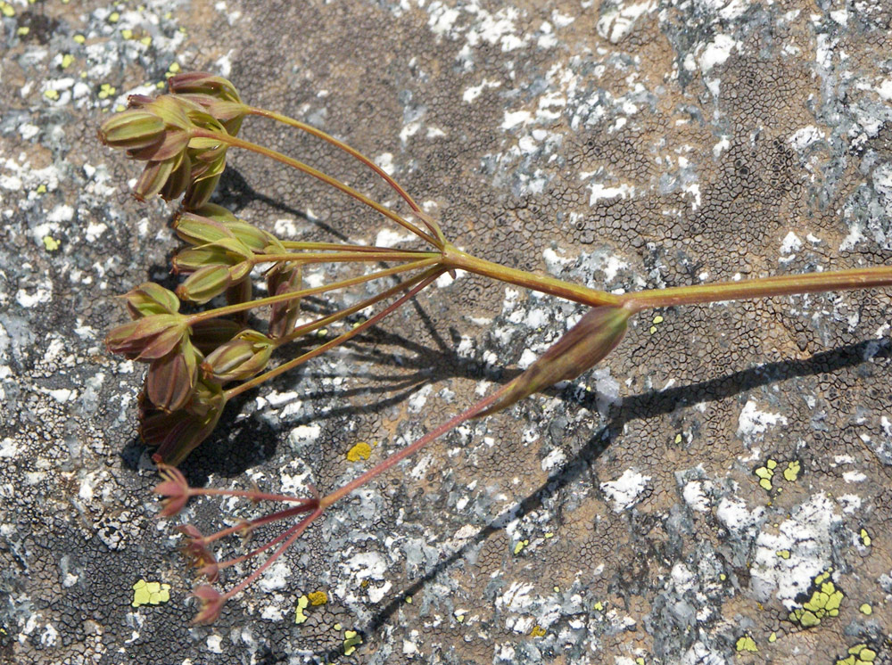 Image of Bupleurum nordmannianum specimen.