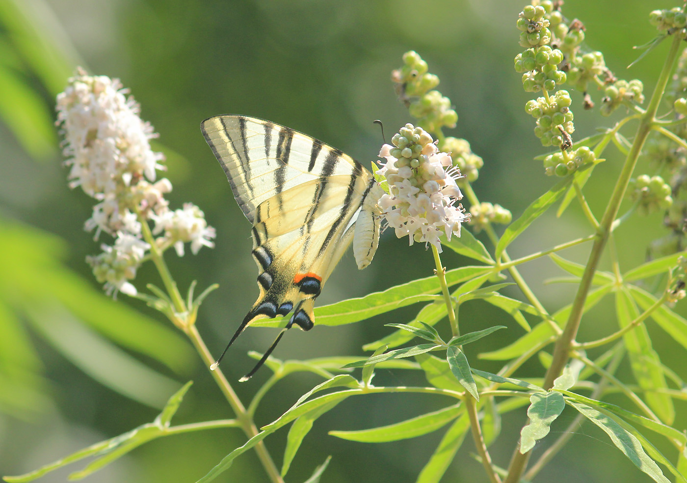 Изображение особи Vitex agnus-castus.