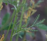 Anthemis tinctoria