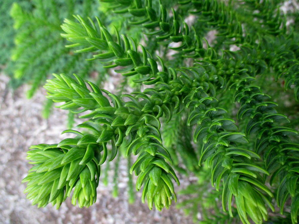 Image of Araucaria montana specimen.