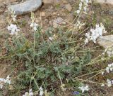 Oxytropis coerulea. Цветущее растение (белоцветковая форма). Иркутская обл., Ольхонский р-н, севернее базы Чара, вдоль тропы к пос. Сарма. 05.07.2014.