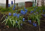 Muscari botryoides. Цветущие растения. Татарстан, Бугульминский р-н, сад. 02.05.2016.