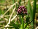 Valeriana amurensis