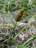 Carex kobomugi