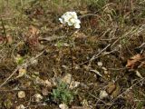 Draba ussuriensis