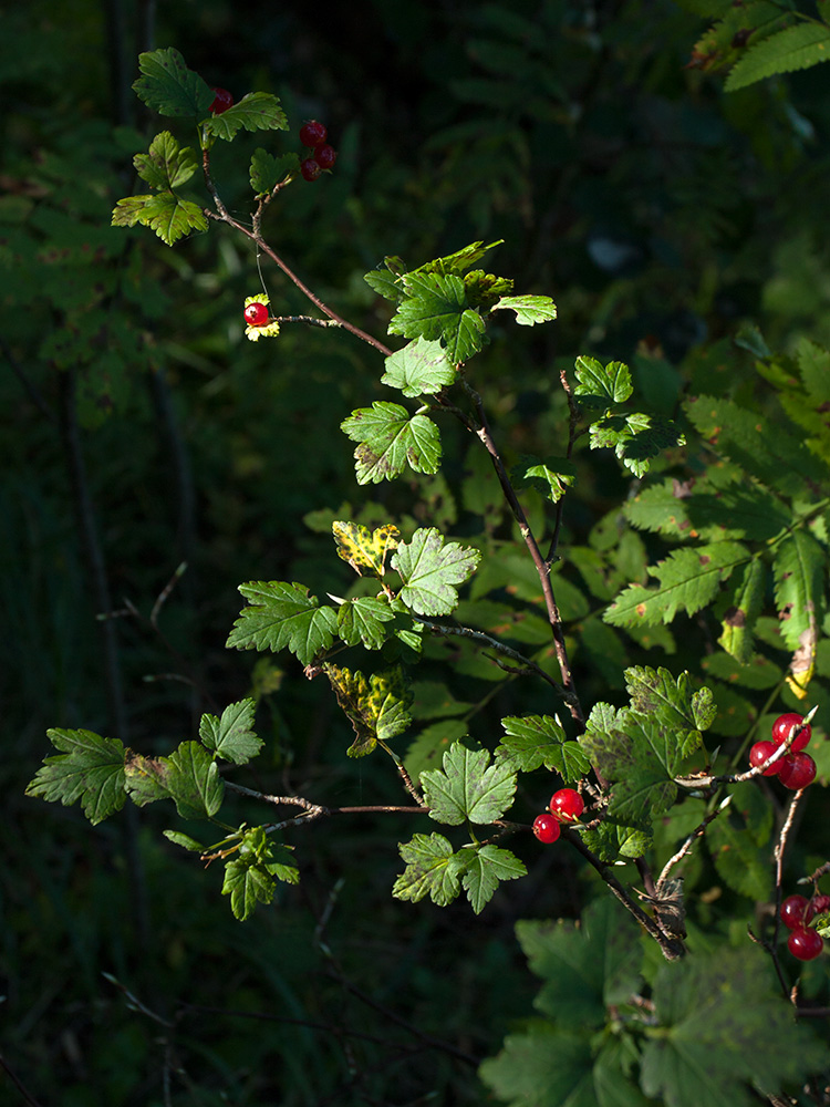 Изображение особи Ribes alpinum.