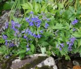 Delphinium brachycentrum. Цветущие растения. Камчатский край, Елизовский р-н, горный массив Вачкажец, на берегу ручья. 18.08.2016.