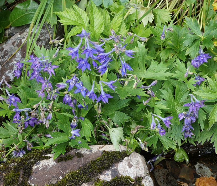 Изображение особи Delphinium brachycentrum.