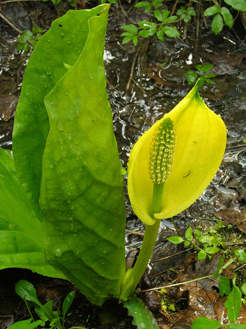 Изображение особи Lysichiton americanus.