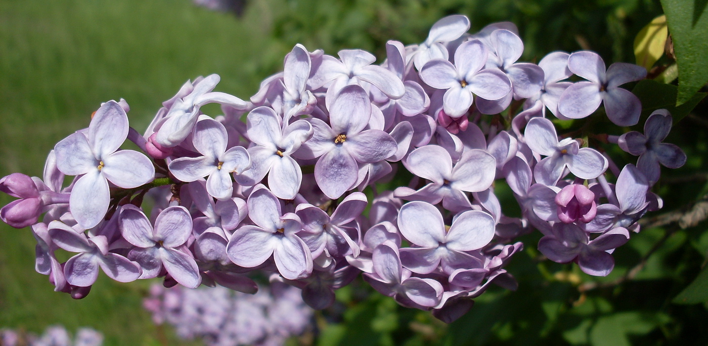 Image of Syringa vulgaris specimen.