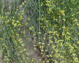 Ephedra procera