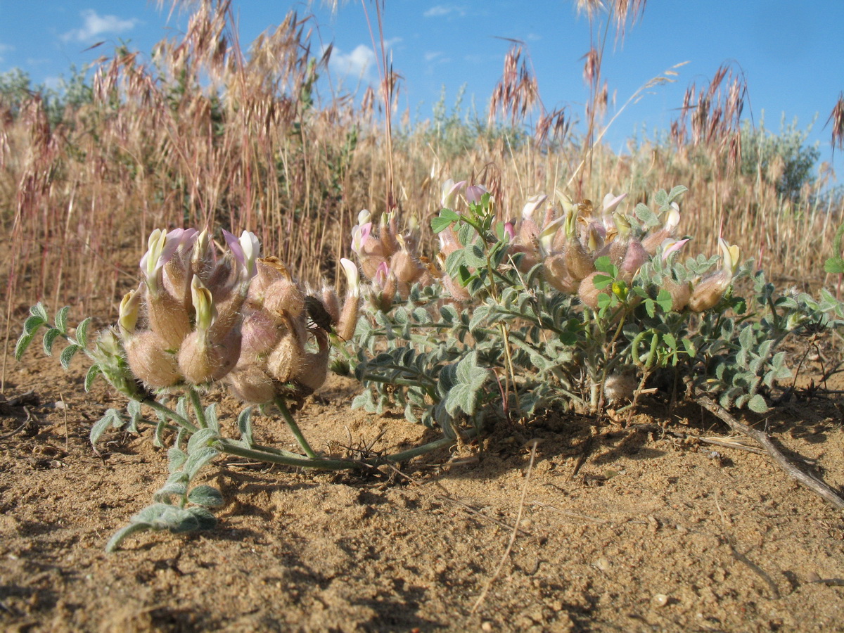 Изображение особи Astragalus chaetodon.