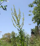 Verbascum jordanicum. Верхушка цветущего растения. Израиль, Шарон, г. Тель-Авив, ботанический сад университета, в культуре. 30.04.2015.