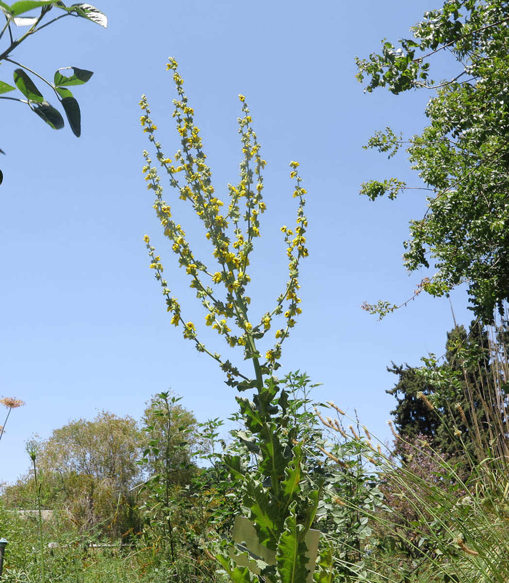 Изображение особи Verbascum jordanicum.