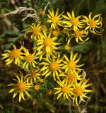 Senecio jacobaea