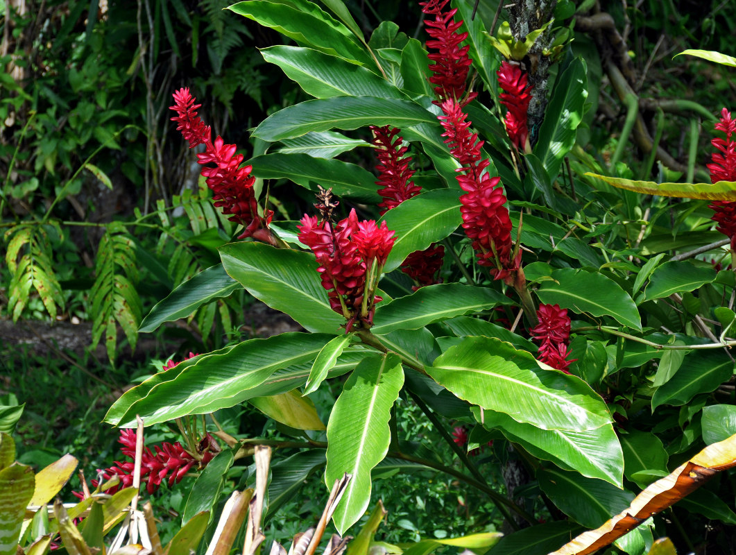 Изображение особи Alpinia purpurata.