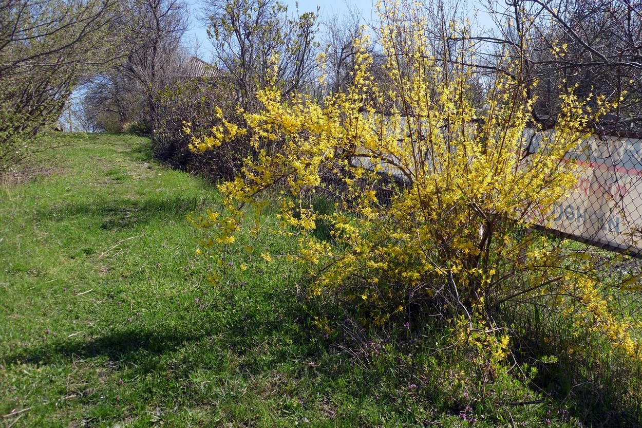 Image of Forsythia &times; intermedia specimen.