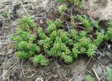 Galium humifusum