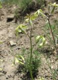 Matthiola daghestanica