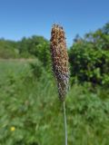 Alopecurus pratensis. Верхушка побега с соцветием. Марий Эл, г. Йошкар-Ола, сырой луг (рядом с Сосновой рощей). 26.05.2018.