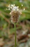 Plantago lagopus. Верхушка побега с соцветием с мелкими каплями росы. Греция, Эгейское море, север о-ва Парос, национальный парк Св. Яниса Детис Колимбифрес; скалистый берег моря, обочина туристической тропы. 11.04.2018.