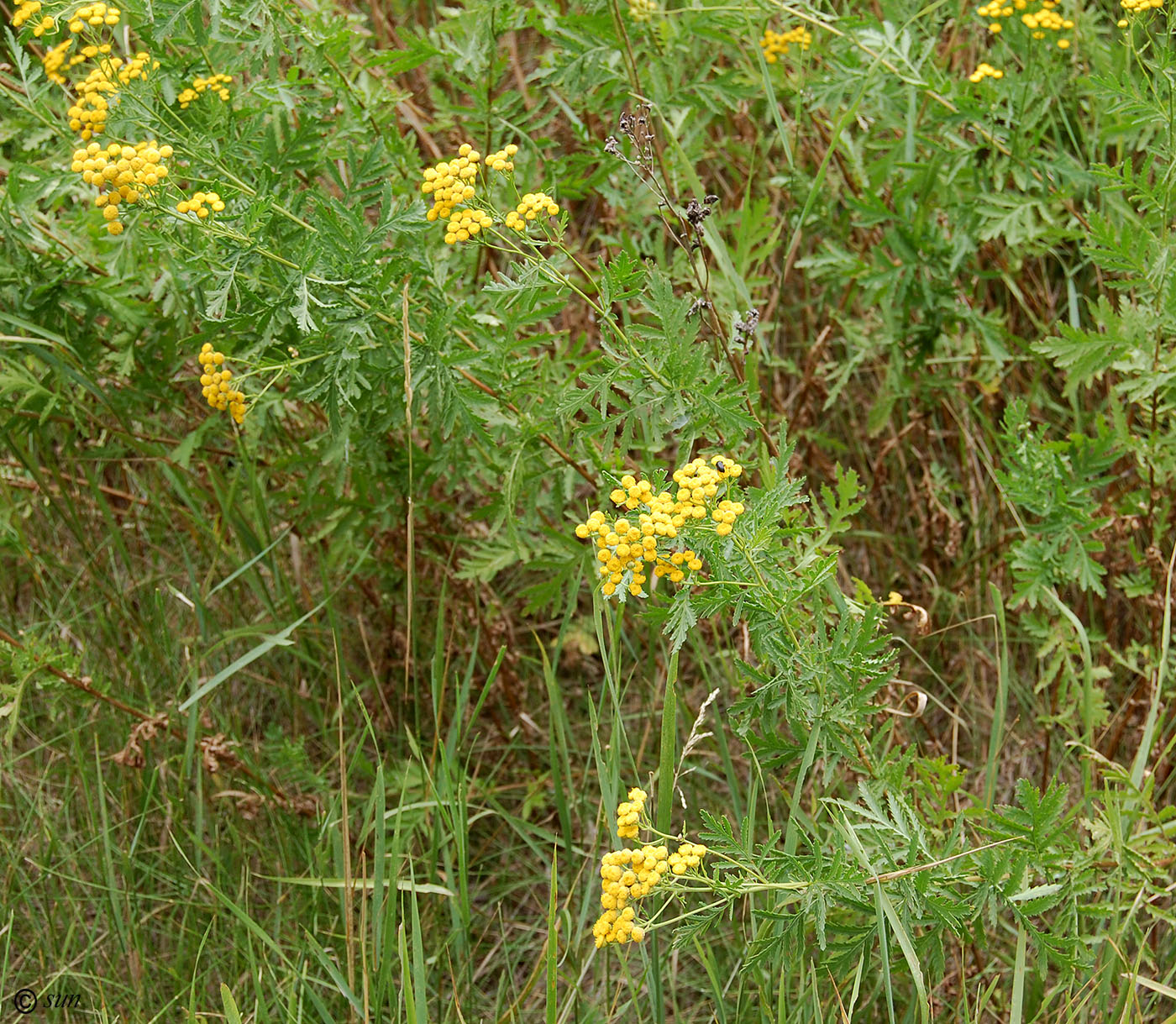 Изображение особи Tanacetum vulgare.