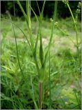 Tragopogon pratensis. Часть побега. Чувашия, окр. г. Шумерля, ст. Кумашка, ж.-д. насыпь. 1 июня 2010 г.