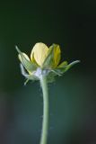 Geum urbanum