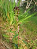 Pedicularis resupinata. Верхушка побега с незрелыми плодами. Магаданская обл., окр. г. Магадан, побережье бухты Нагаева, Морпортовская сопка, разнотравный склоновый луг в каменноберезняке. 09.08.2017.