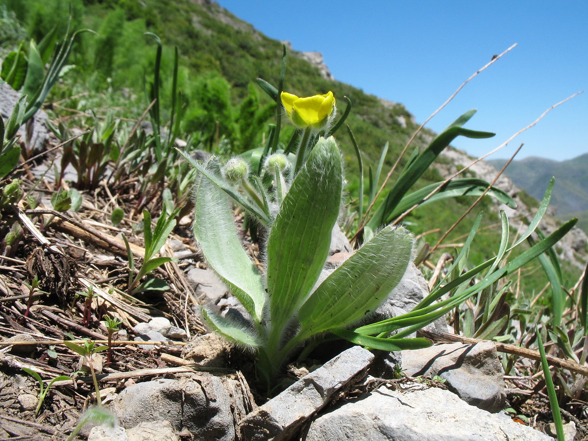 Изображение особи Ranunculus paucidentatus.