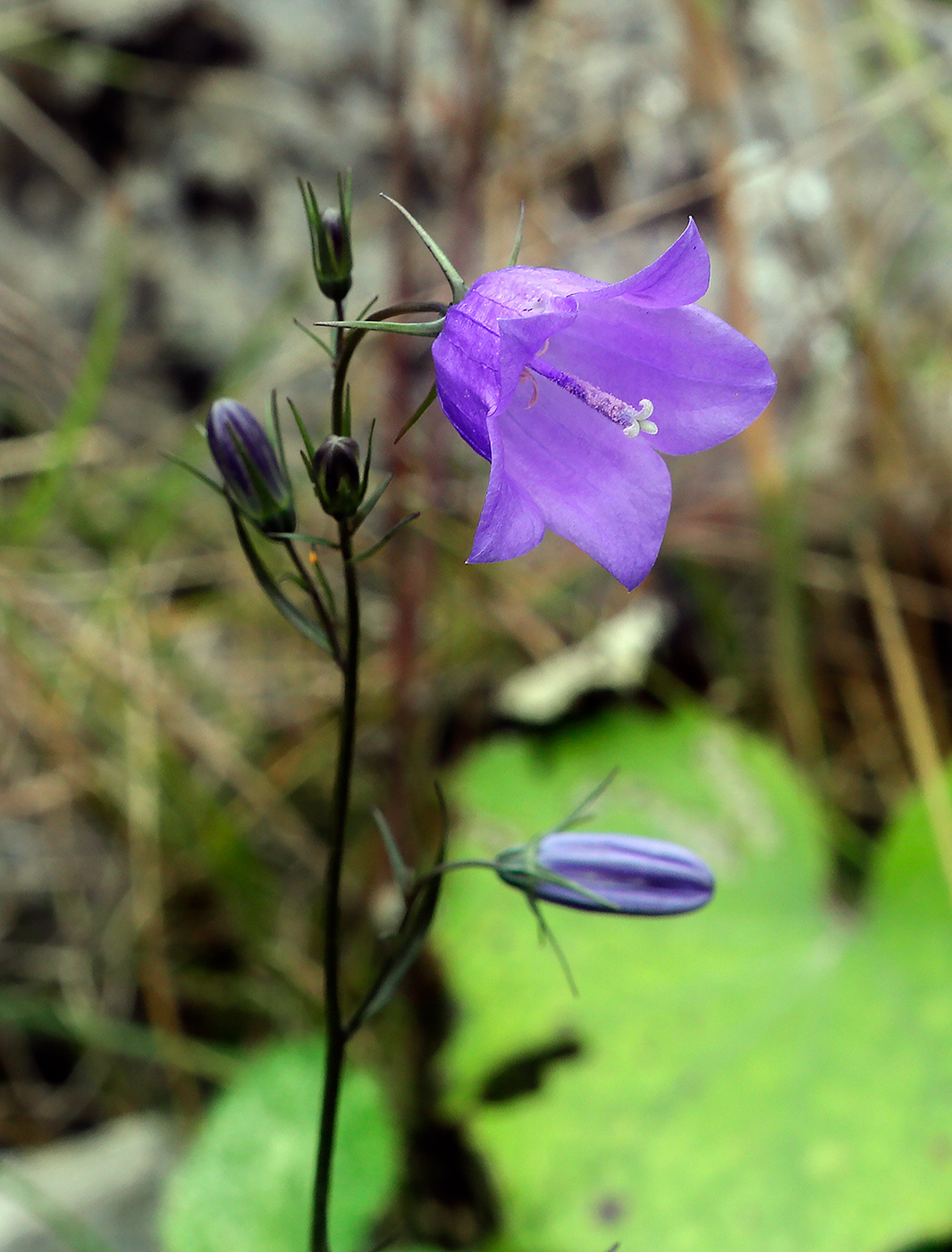 Изображение особи Campanula rotundifolia.