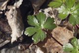 Geranium lucidum