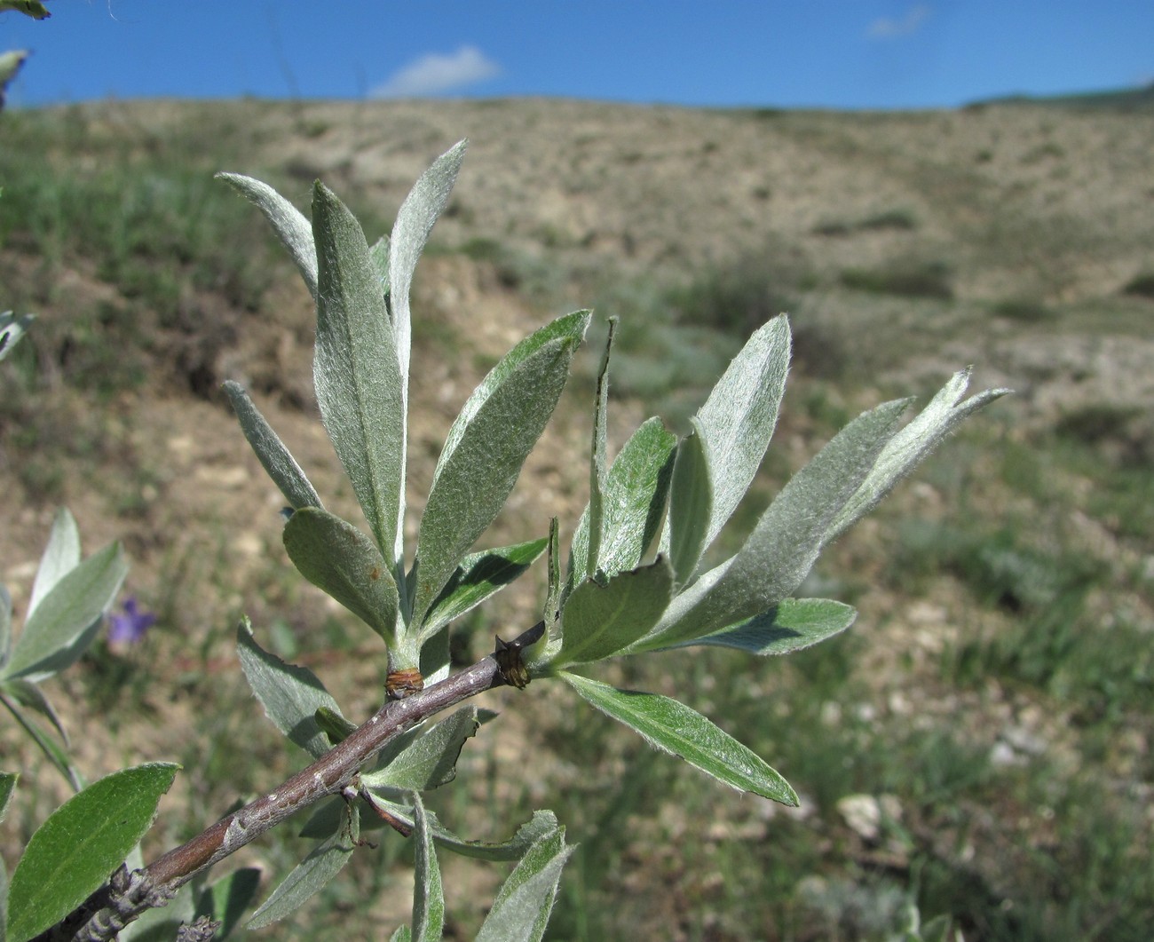 Изображение особи Pyrus salicifolia.