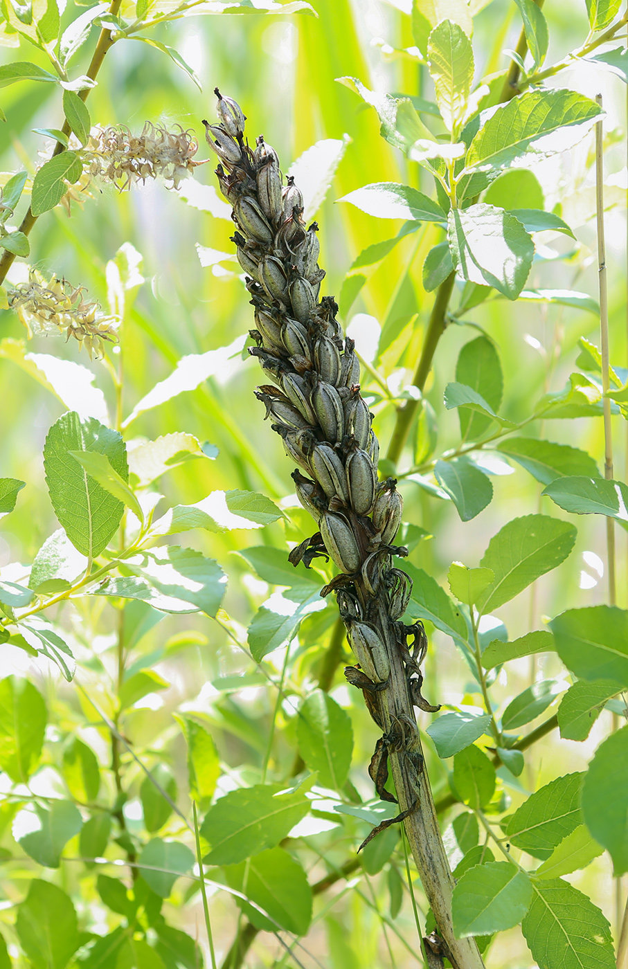 Изображение особи Dactylorhiza incarnata.