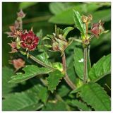 Comarum palustre