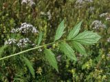 Valeriana transjenisensis