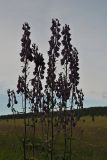 Aconitum leucostomum. Соцветия. Республика Алтай, Онгудайский р-н, пер. Семинский, луг на высоте 1750 м н.у.м. 31.07.2010.