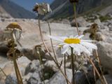 Tripleurospermum caucasicum. Верхушки побегов с цветущим и отцветшими соцветиями. Кабардино-Балкария, Черекский р-н, Кабардино-Балкарский высокогорный заповедник, Черек-Безенгийское ущелье, ≈ 2500 м н.у.м., ледник Безенги, среди валунов. 18.08.2021.