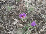 Pulsatilla archarensis