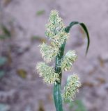 Dactylis glomerata