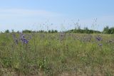 Campanula persicifolia