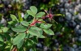 Rosa acicularis